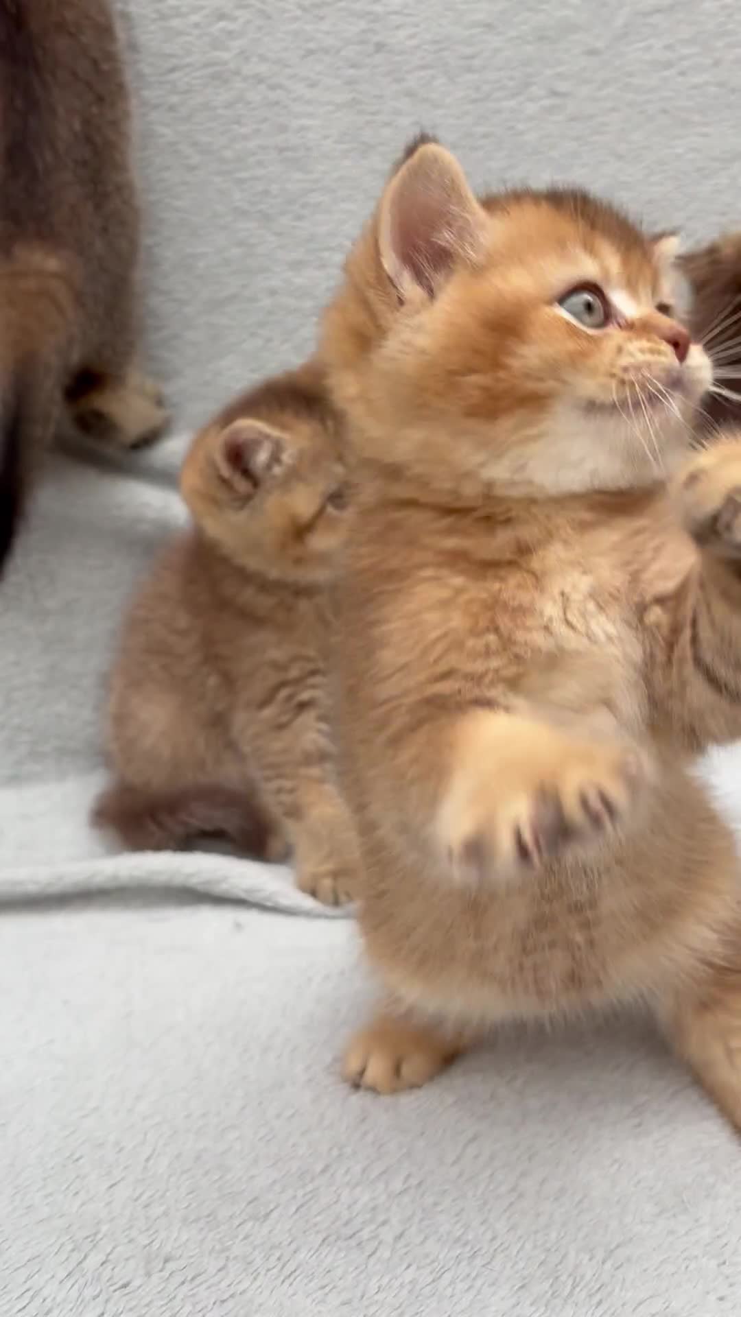 British Shorthair cats for sale: Pedigree golden kittens - black golden & chocolate - Video 1