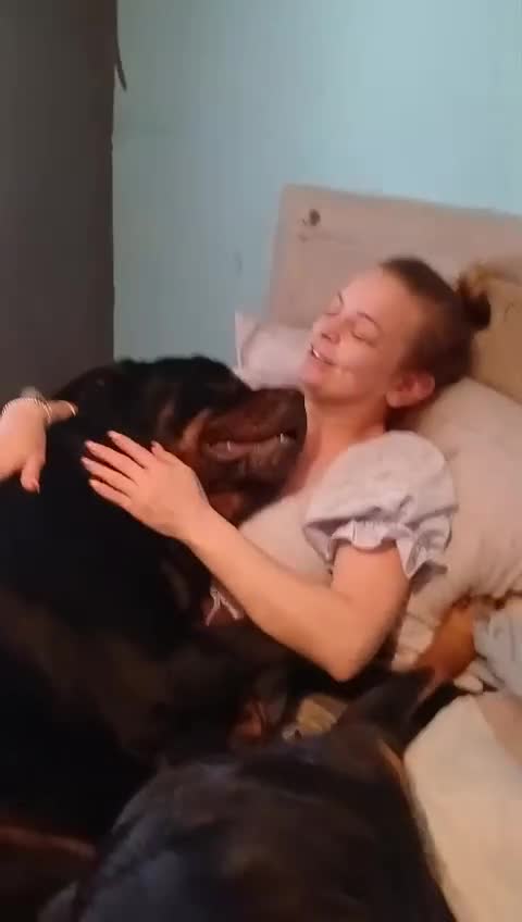 Rottweiler dogs for stud: Kc rottweiller for stud  in Sandy - Video 2