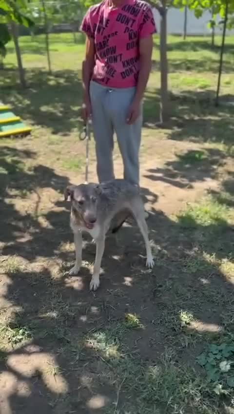 Mixed Breed dogs for adoption: 🐾 Grace – gentle Lurcher - heart full of grace 🐾 - Video 1