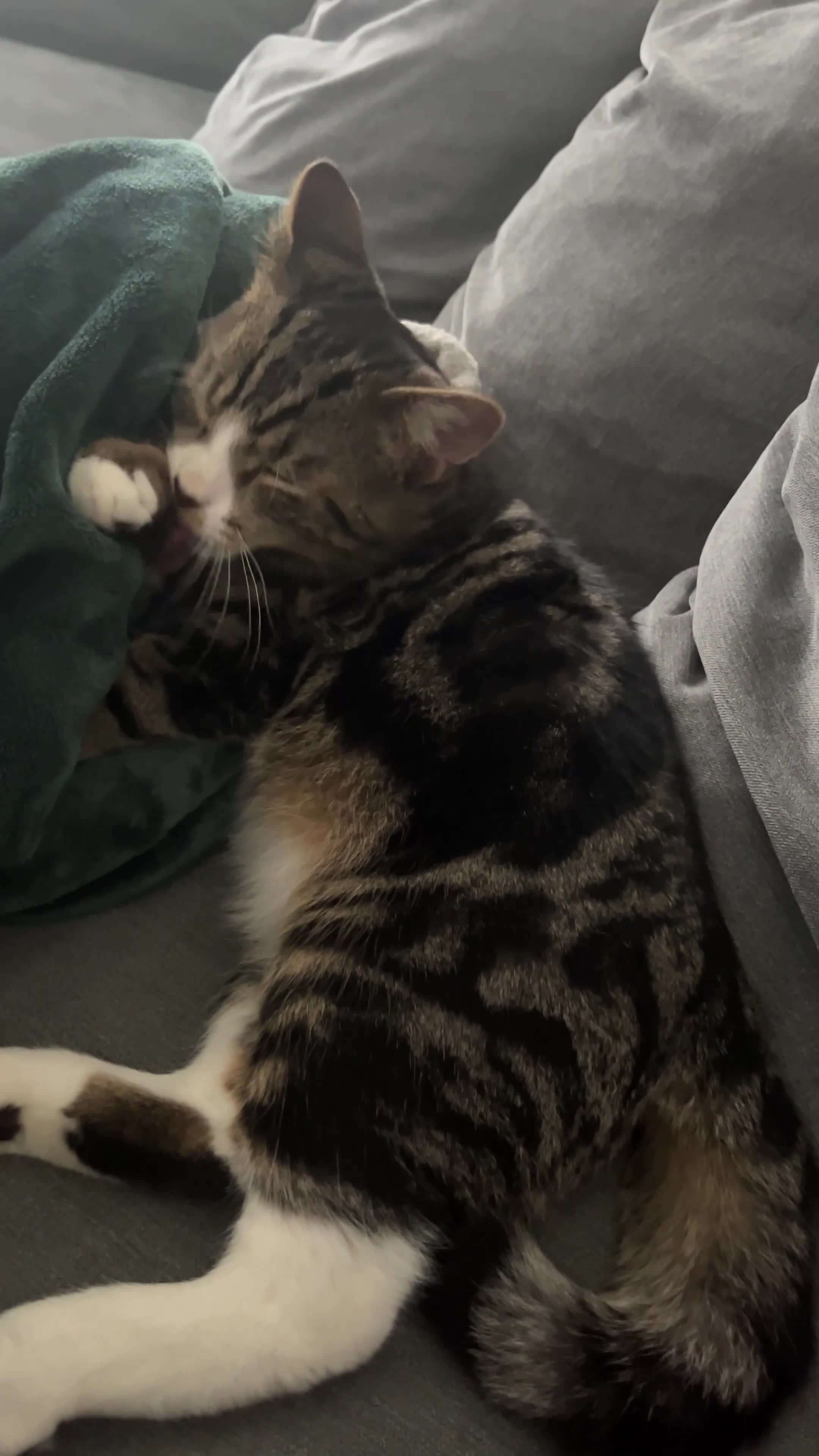 Mixed Breed cats for sale: Gorgeous Friendly Kittens – Ready for New Home! in Eastbourne - Video 1