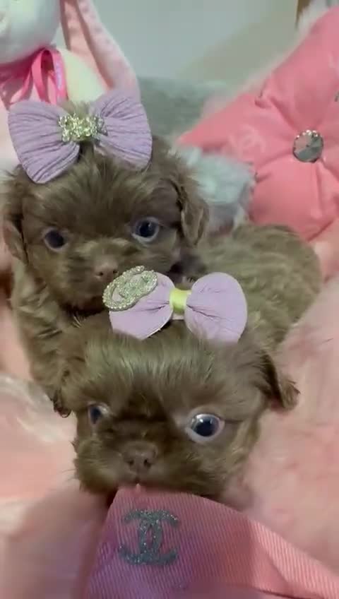 Shih Tzu dogs for sale: HEALTH TESTED KC Reg Female - Video 3