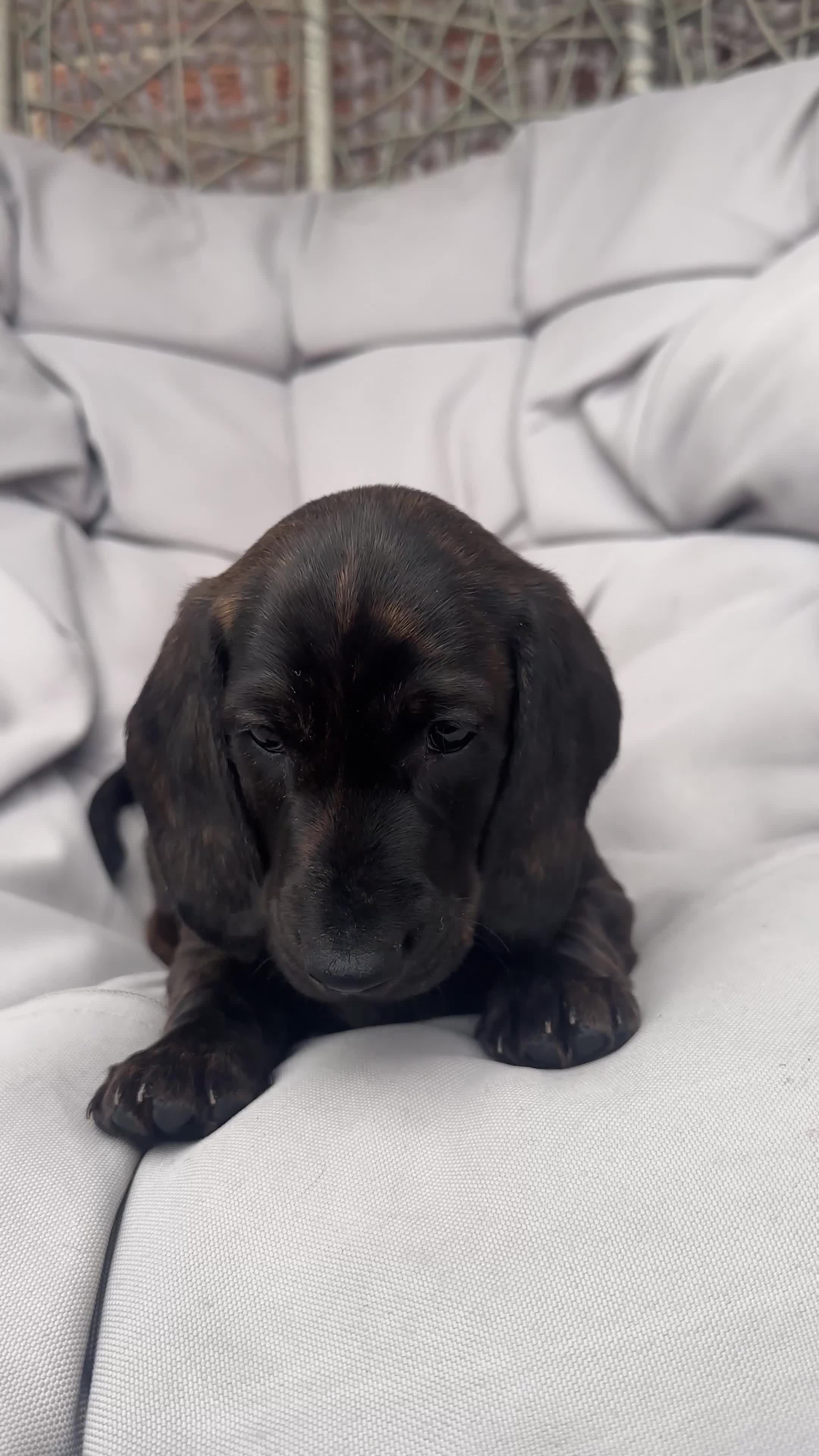 Dachshund dogs for sale: KC Standard Brindle Dachshund puppy/girl - Video 4