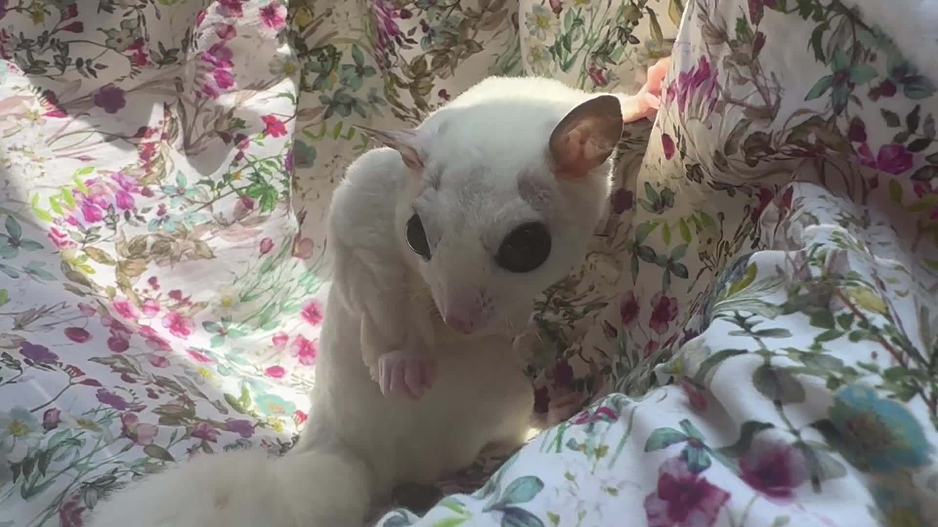 Sugar Glider rodents for sale: Platinum Mosiac and white faced female - Video 2