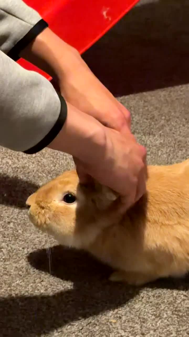 Mixed Breed rabbits for sale: 7 month old indoor male rabbit Thor in Hemel Hempstead - Video 3