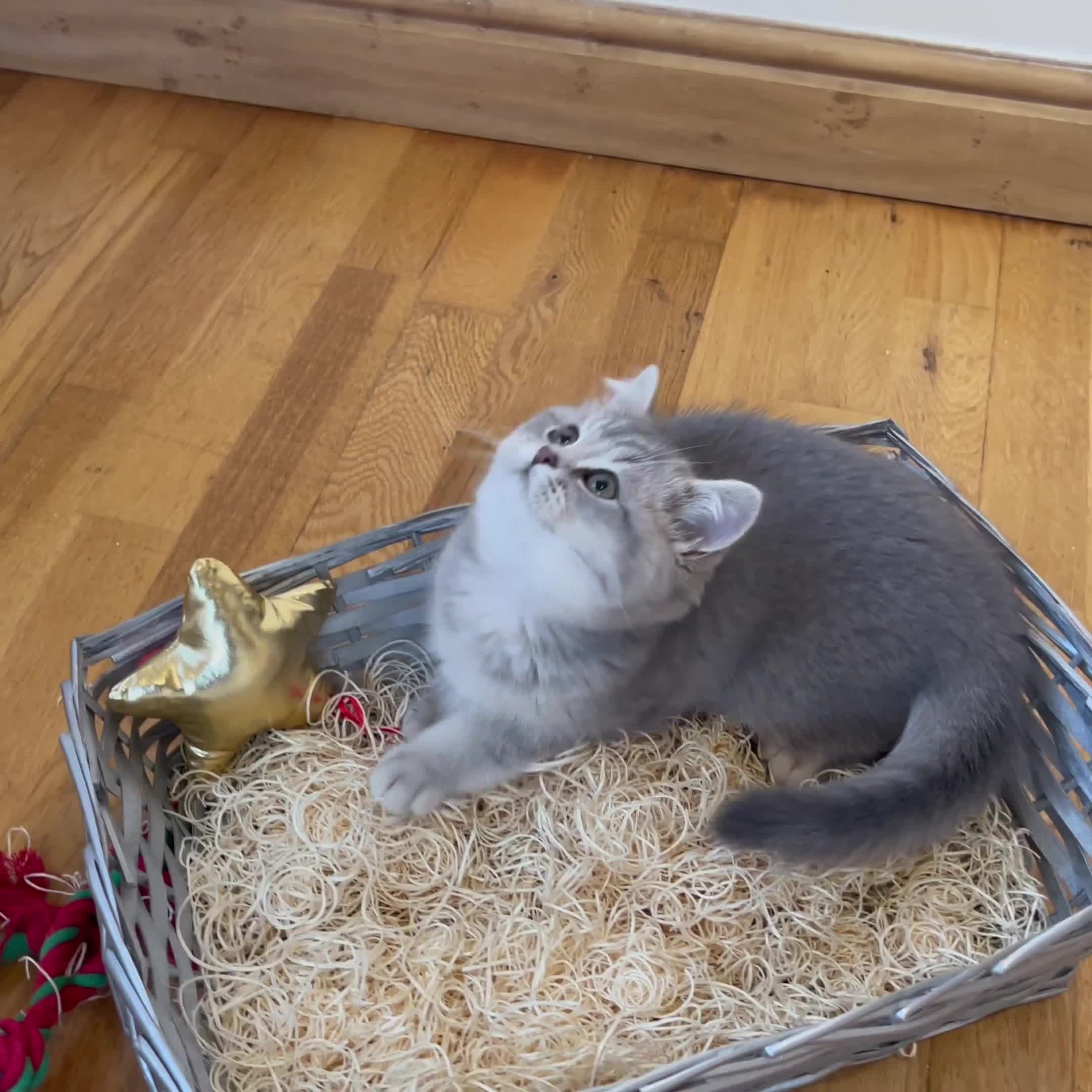 British Shorthair cats for sale: 3 GCCF British Shorthair Kittens– Champion Lines - Video 3