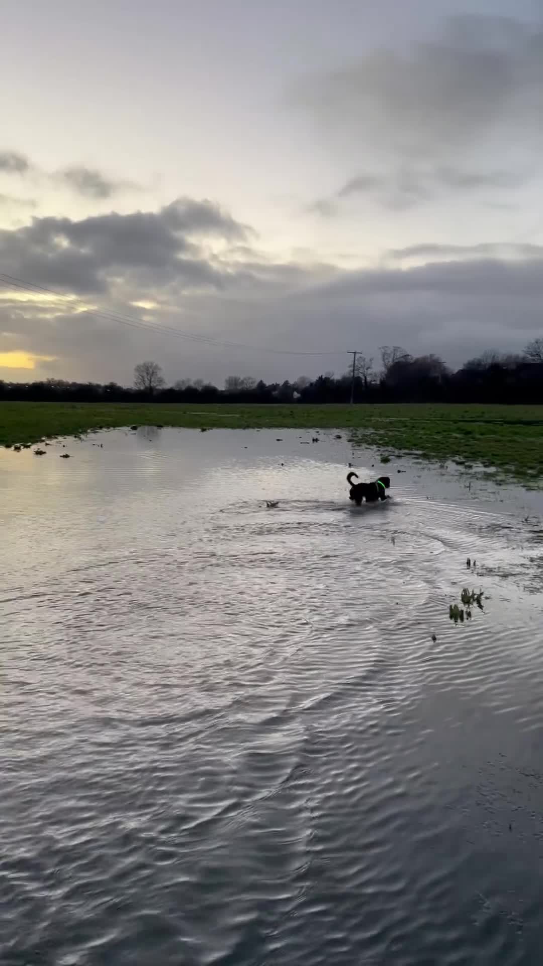 Mixed Breed dogs for sale: 2 year old staffy x jack Russel x Alsatian in Caldicot - Video 1