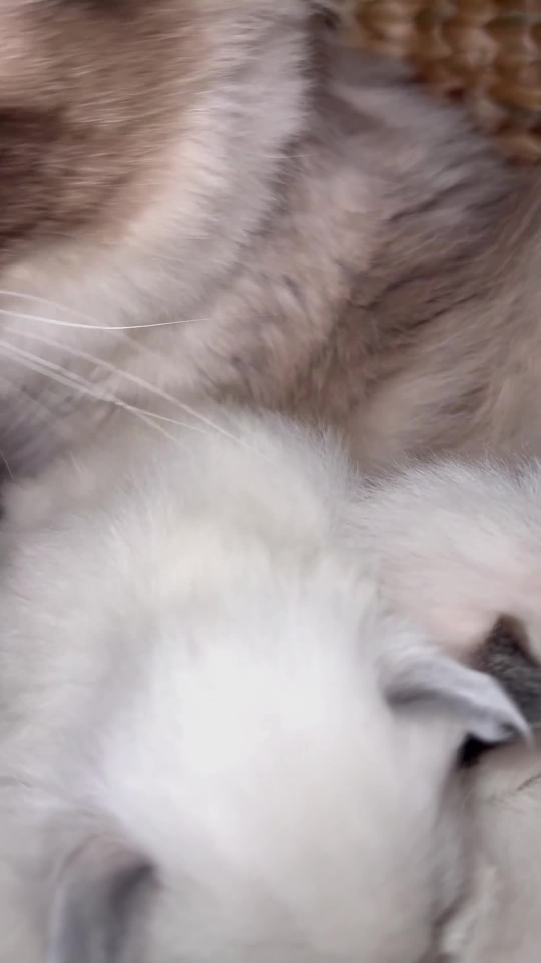 Ragdoll cats for sale: Stunning ragdoll babies! 😻😽 - Video 1