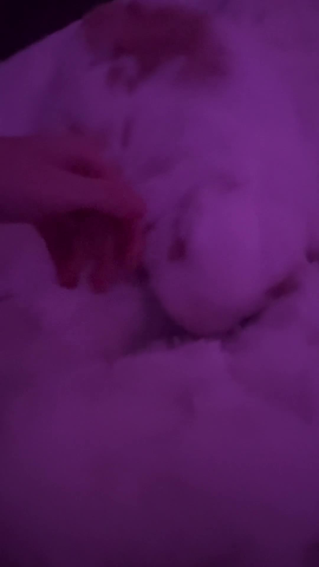 English Lop rabbits for sale: rabbit for sale - Video 2