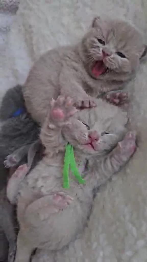 British Shorthair cats for sale: High-Quality British Shorthair Kittens GCCF🐾 - Video 2