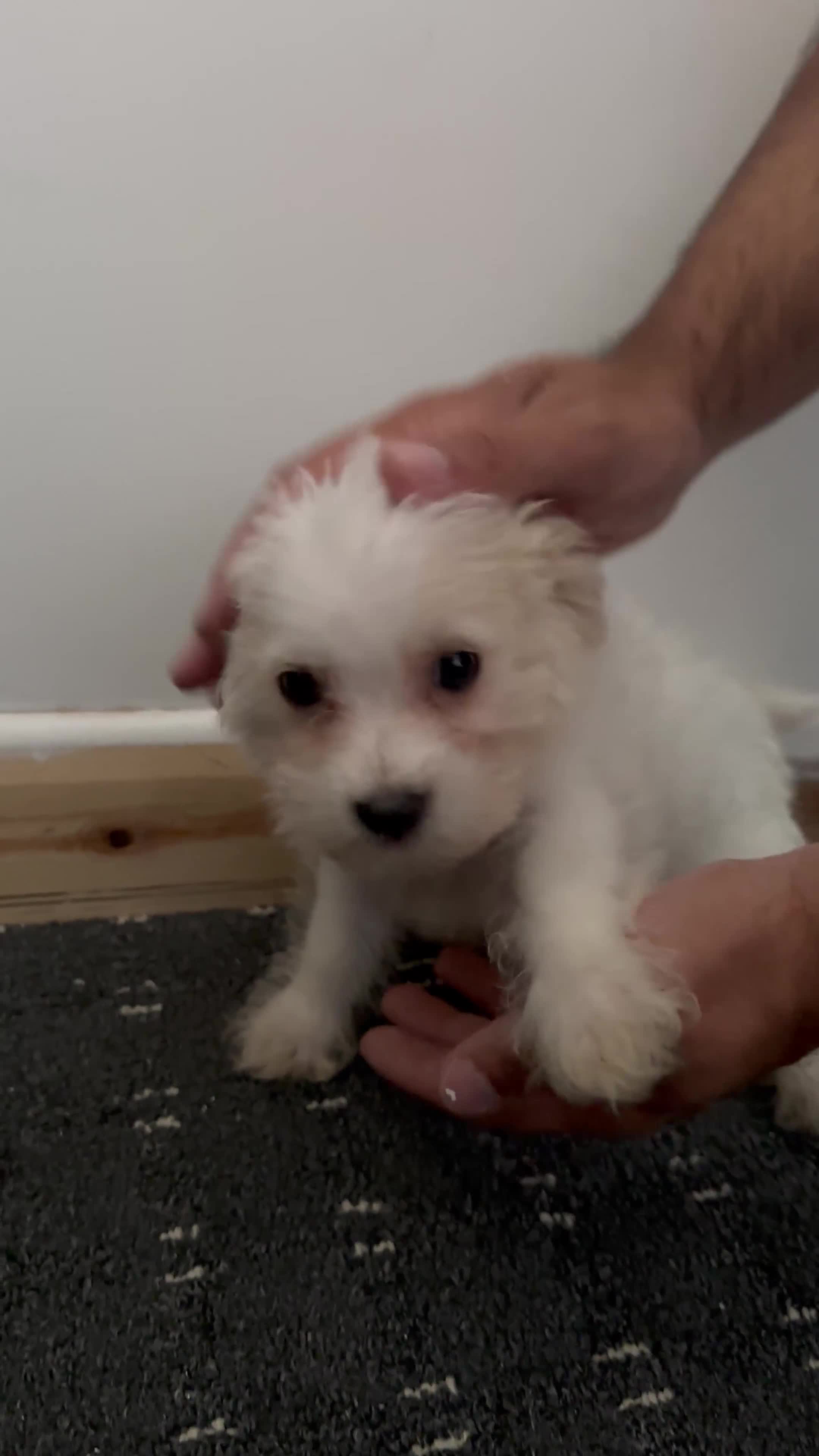 Bichon Frise dogs for sale: Bichon frise Puppy 🐶💎💎 - Video 1