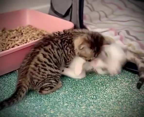 Ragdoll cats for sale: 🌟 Ragdoll x Bengal – Exquisite Baby Kittens 🌟 - Video 1