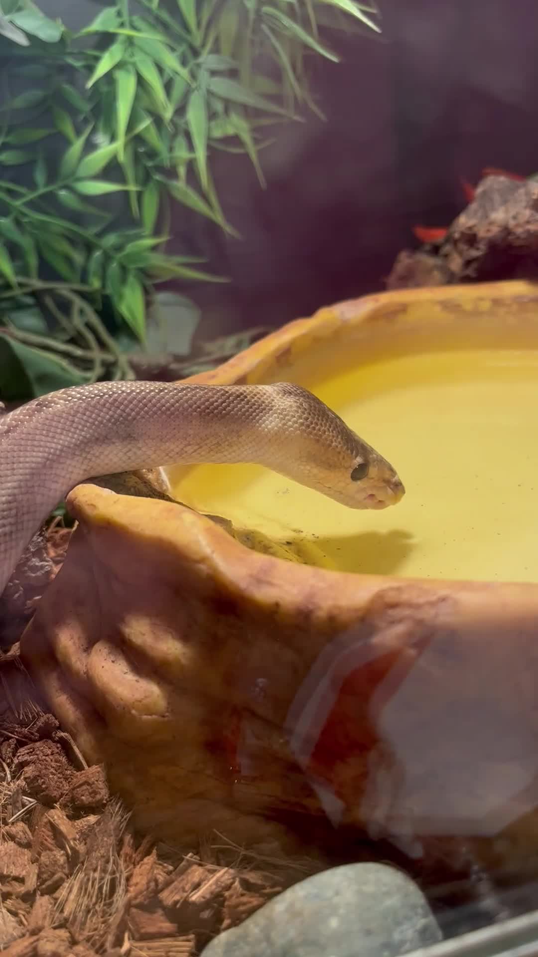 Snake reptiles for sale: Champagne ball python morph - Video 1