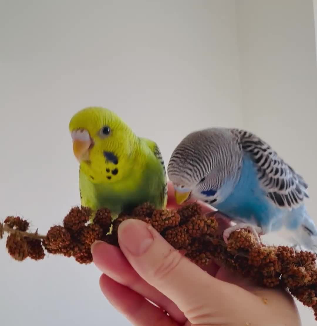 Budgerigars birds for sale: A pair of fully tamed budgies  £65 for both      - Video 1