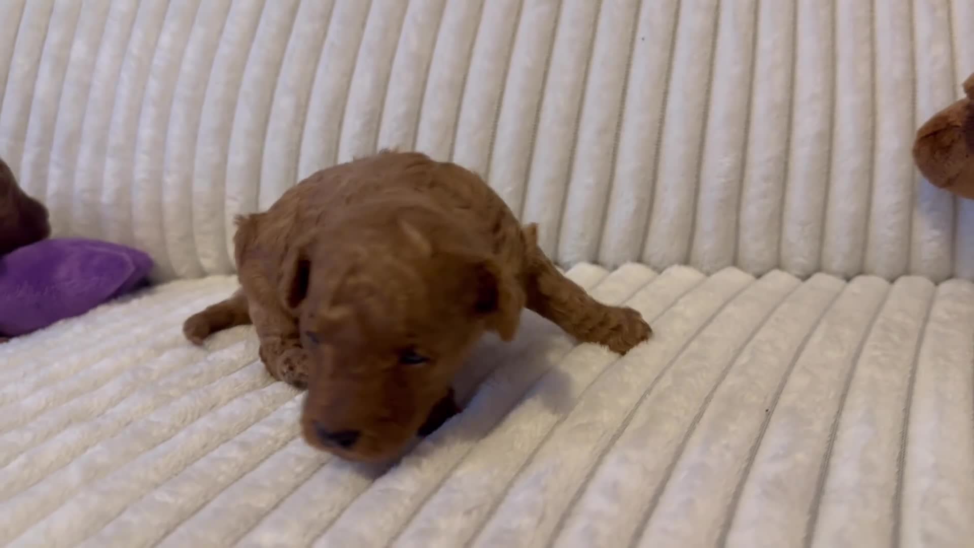 Toy Poodle dogs for sale: 2 TINY BOYS LEFT kc registered deep red toy poodle - Video 1