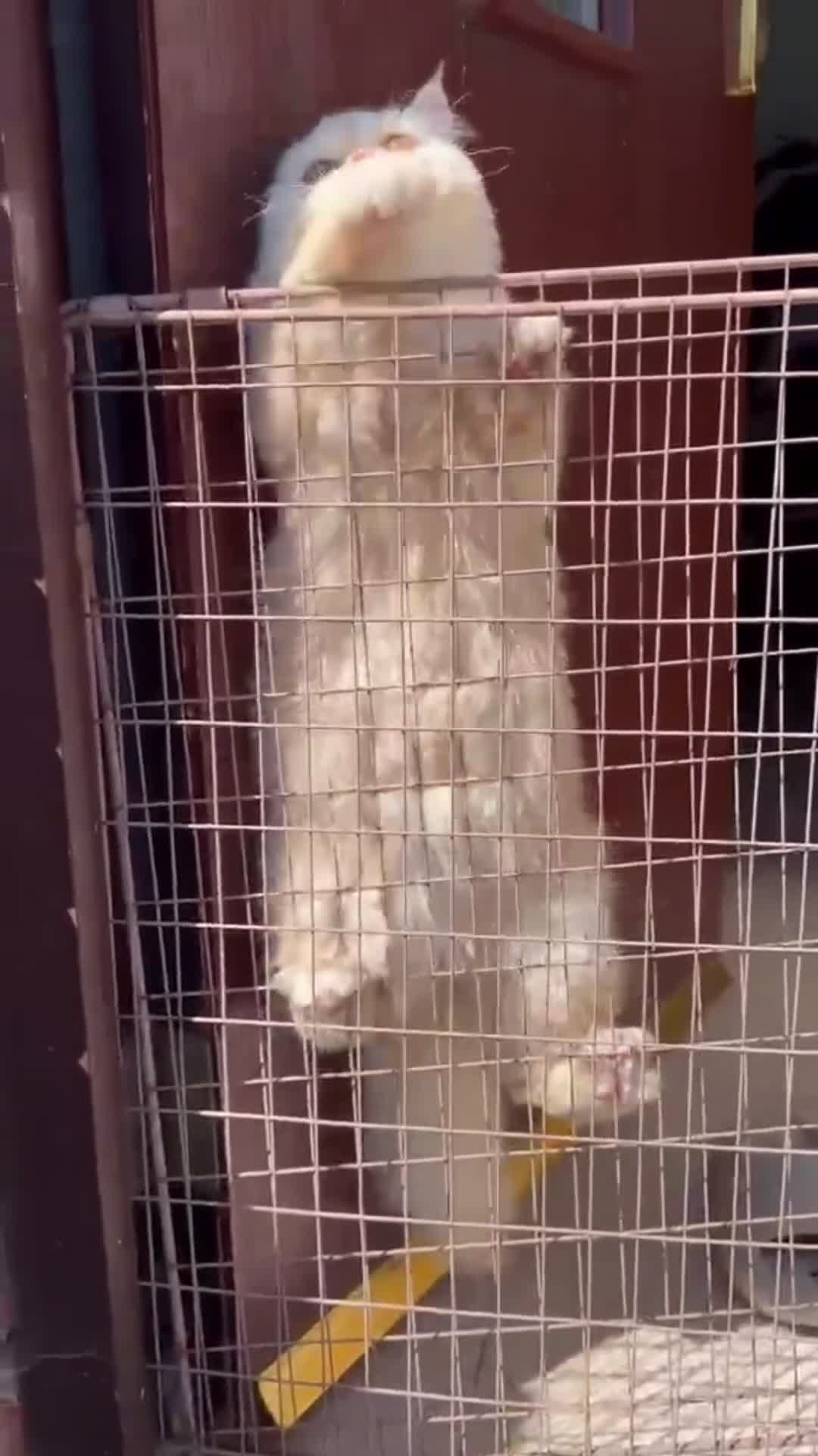 Persian cats for sale: Persian male for sale  - Video 1