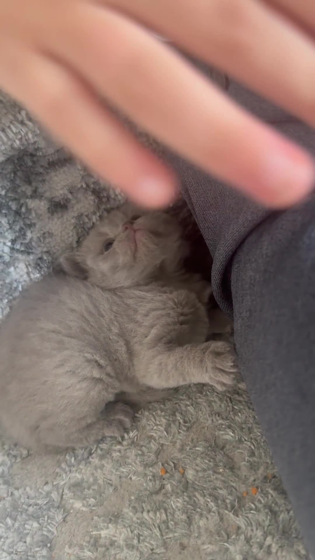 British Shorthair cats for sale: British Shorthair Girl - Video 1