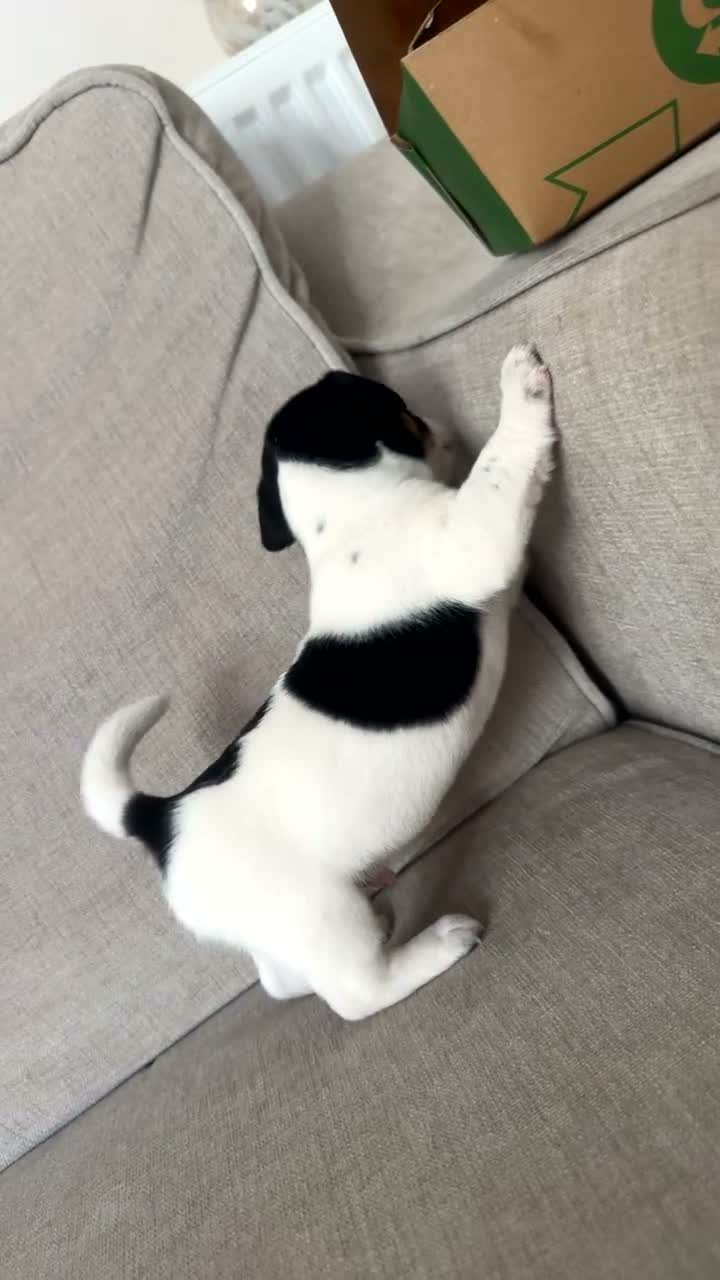 Jack Russell dogs for sale: Jack Russel.. Ready NOW 1 boy left! - Video 2