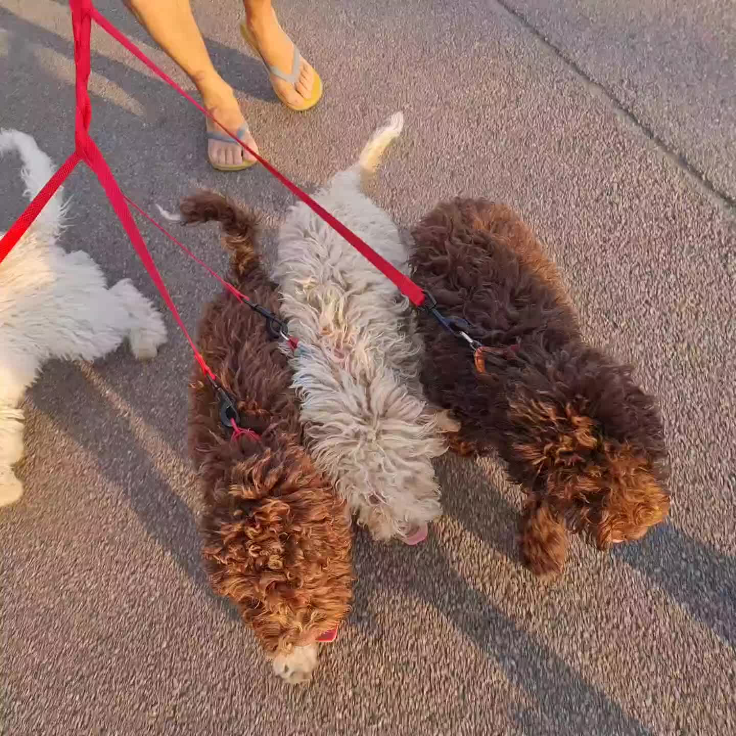 Lagotto Romagnolo dogs for sale:  ❗️Last one❗️Lagotto - The best breed ever in London - Video 5