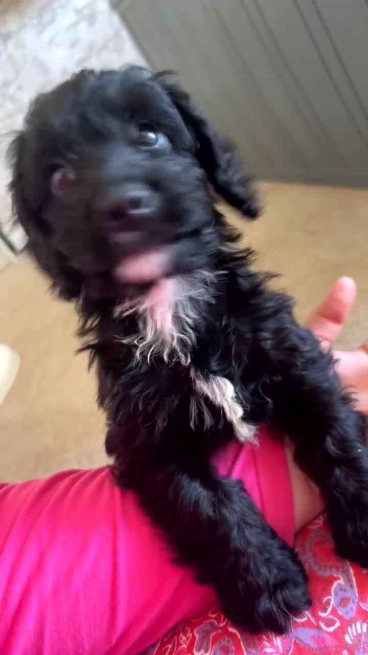 Cockapoo dogs for sale: F1b male cockapoo  - Video 1