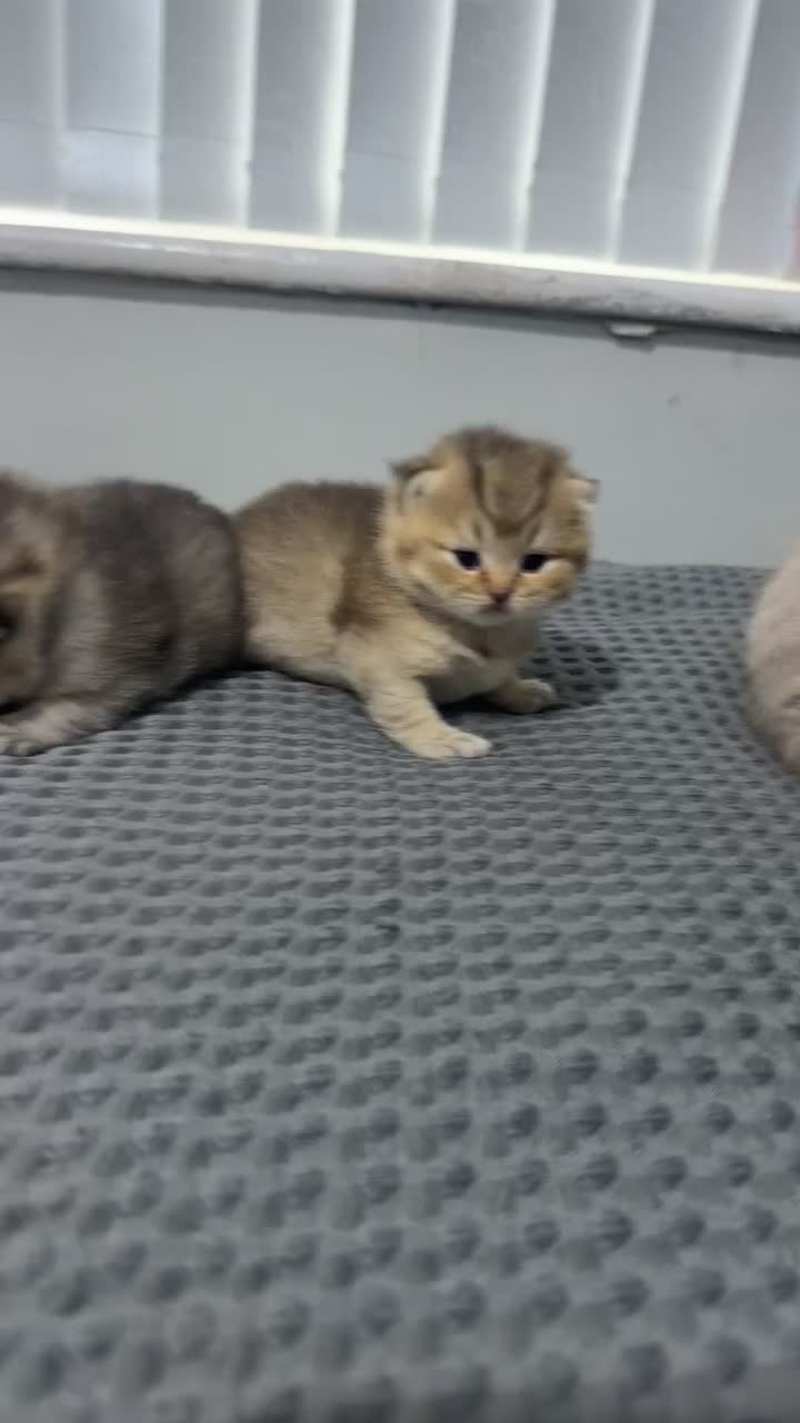 British Shorthair cats for sale: Rare black golden shaded - Video 2