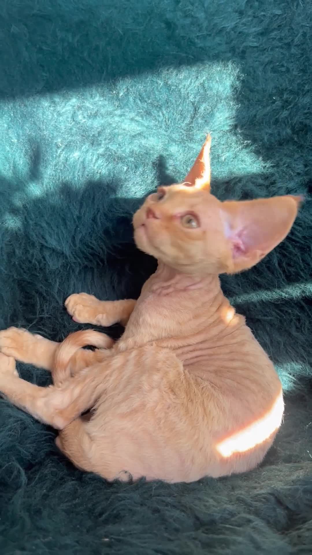 Devon Rex cats for sale: Devon Rex kittens  - Video 2