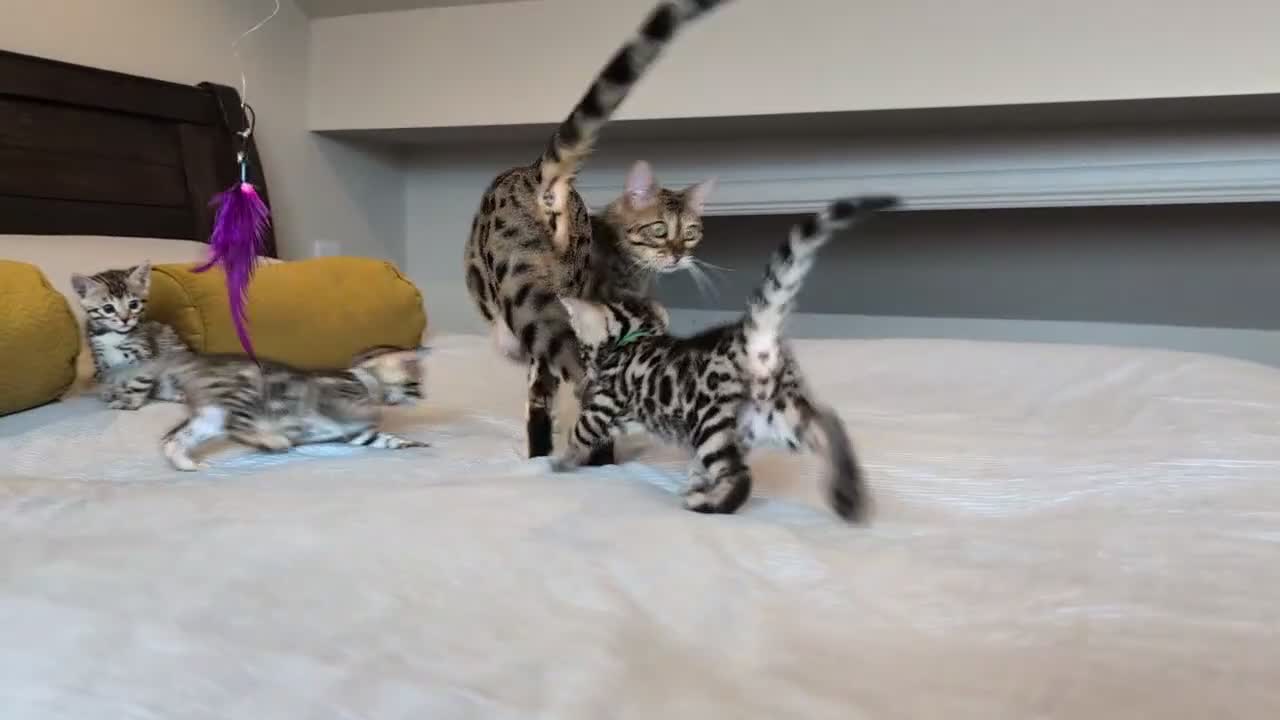 Bengal cats for sale: 🤍🤎🖤 GORGEOUS BENGAL KITTENS 🖤🤎🤍 - Video 4