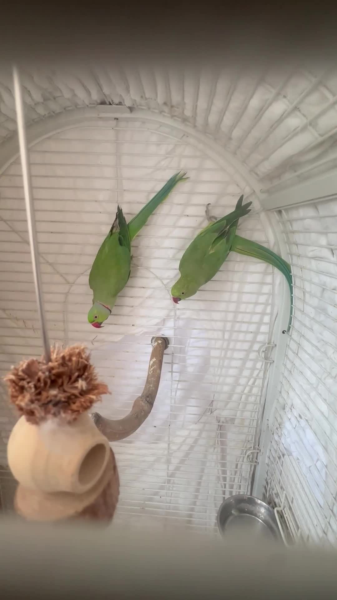 Ringnecks birds for sale: Indian Ringneck Breeding Pair + Complete Setup - Video 2