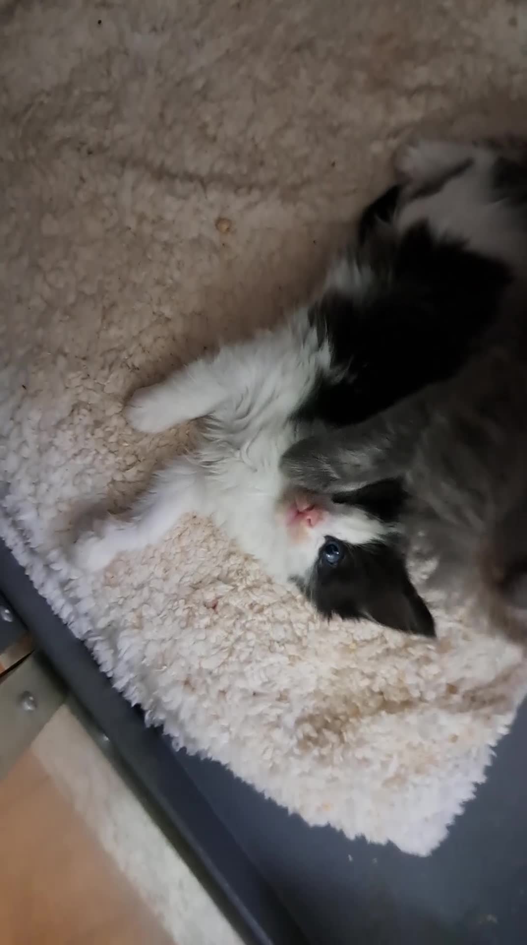 Ragdoll cats for sale: Black and white fluffy boy - Video 1