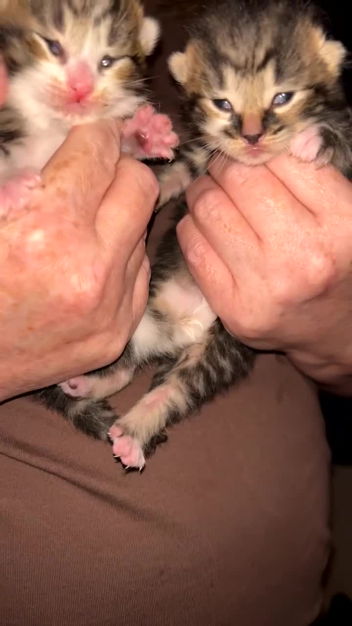 British Shorthair cats for sale: 3 adorable kittens for sale.  - Video 1