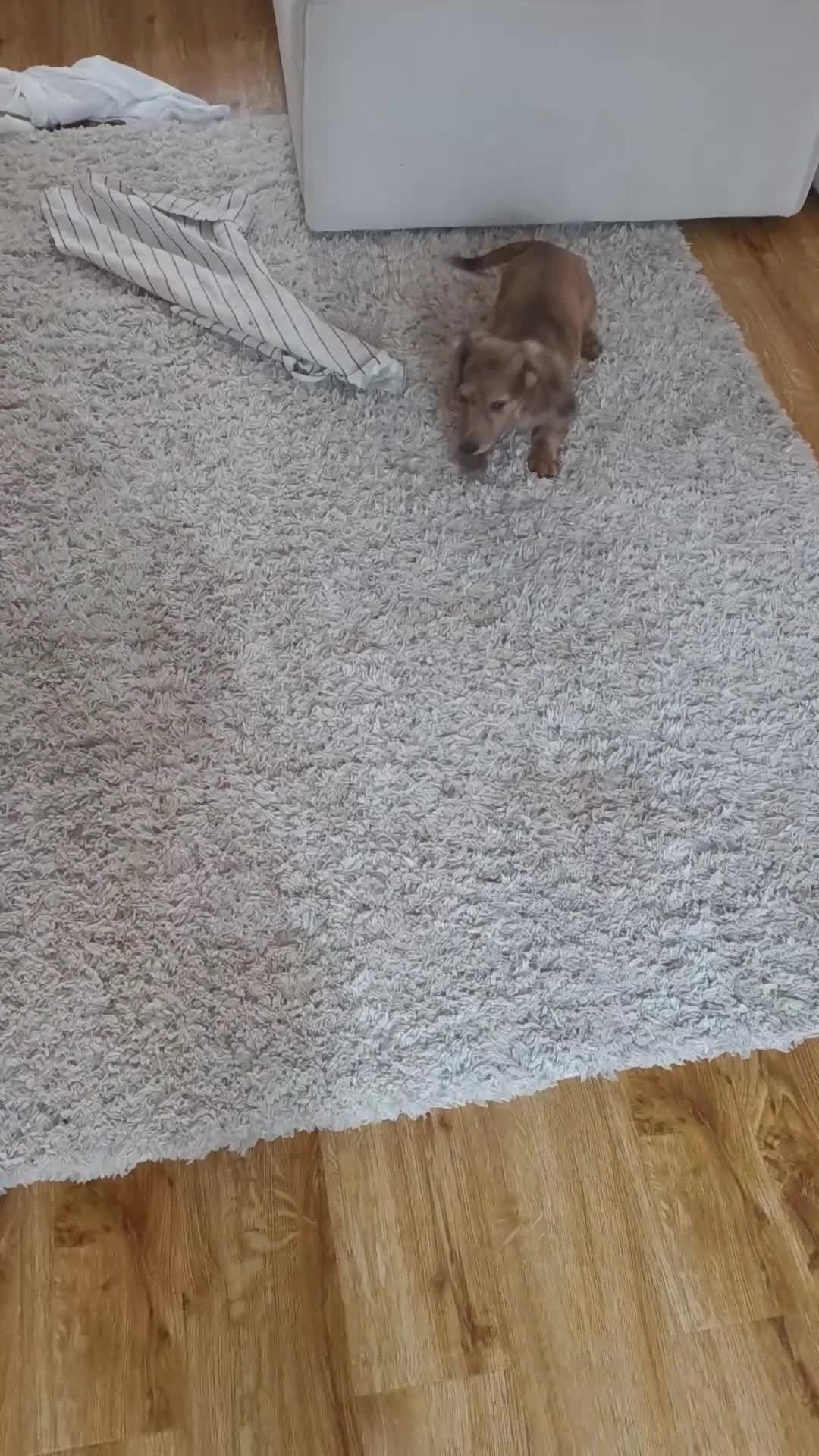 Dachshund dogs for sale: Long haired daschaunds  - Video 3