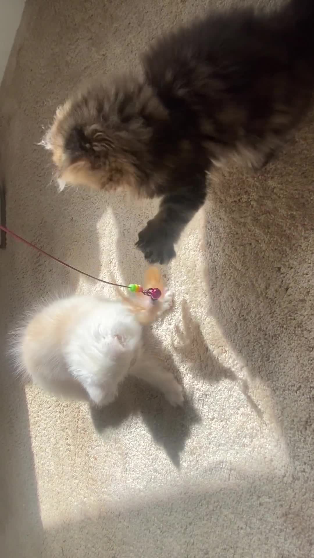 Persian cats for sale: Persian kitten still looking for her forever home  in Gateshead - Video 1