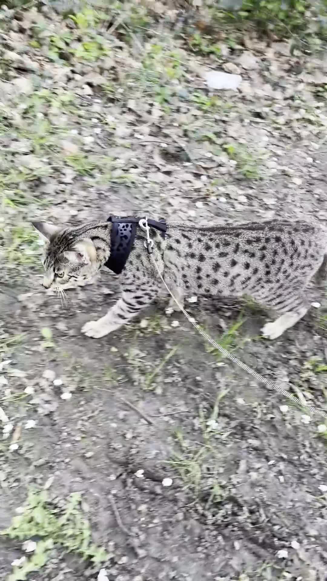 Savannah cats for sale: F4 & F5 1 year old Savannah cats  in South Croydon - Video 1