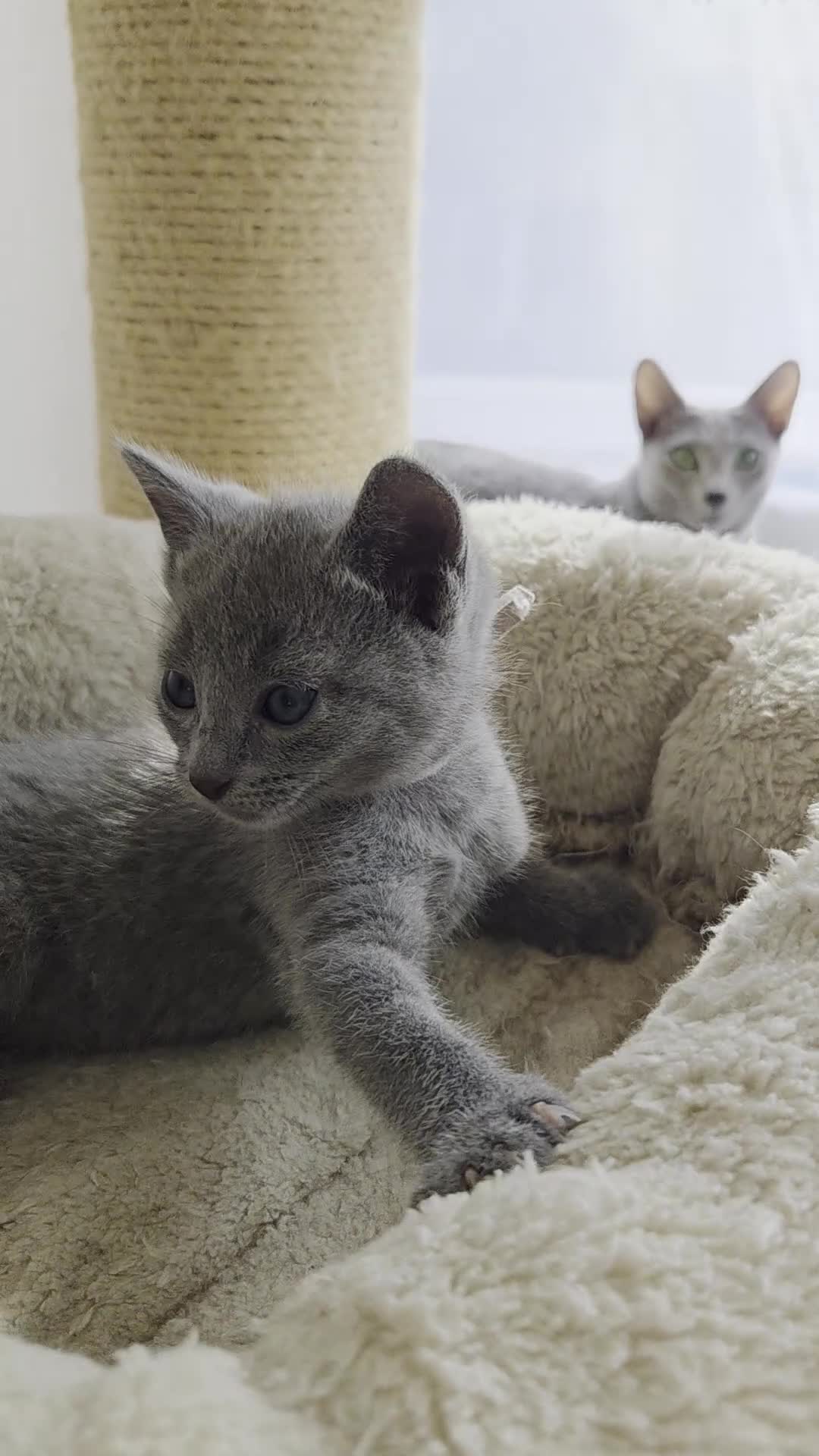 Russian Blue cats for sale: Stunning Russian Blue Boy - Tica registered  - Video 1