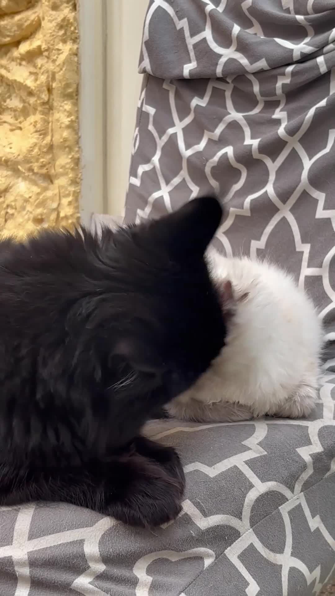 Mixed Breed cats for sale: ✨ Stunning Ragdoll X Maine Coon Kitten  - Video 2