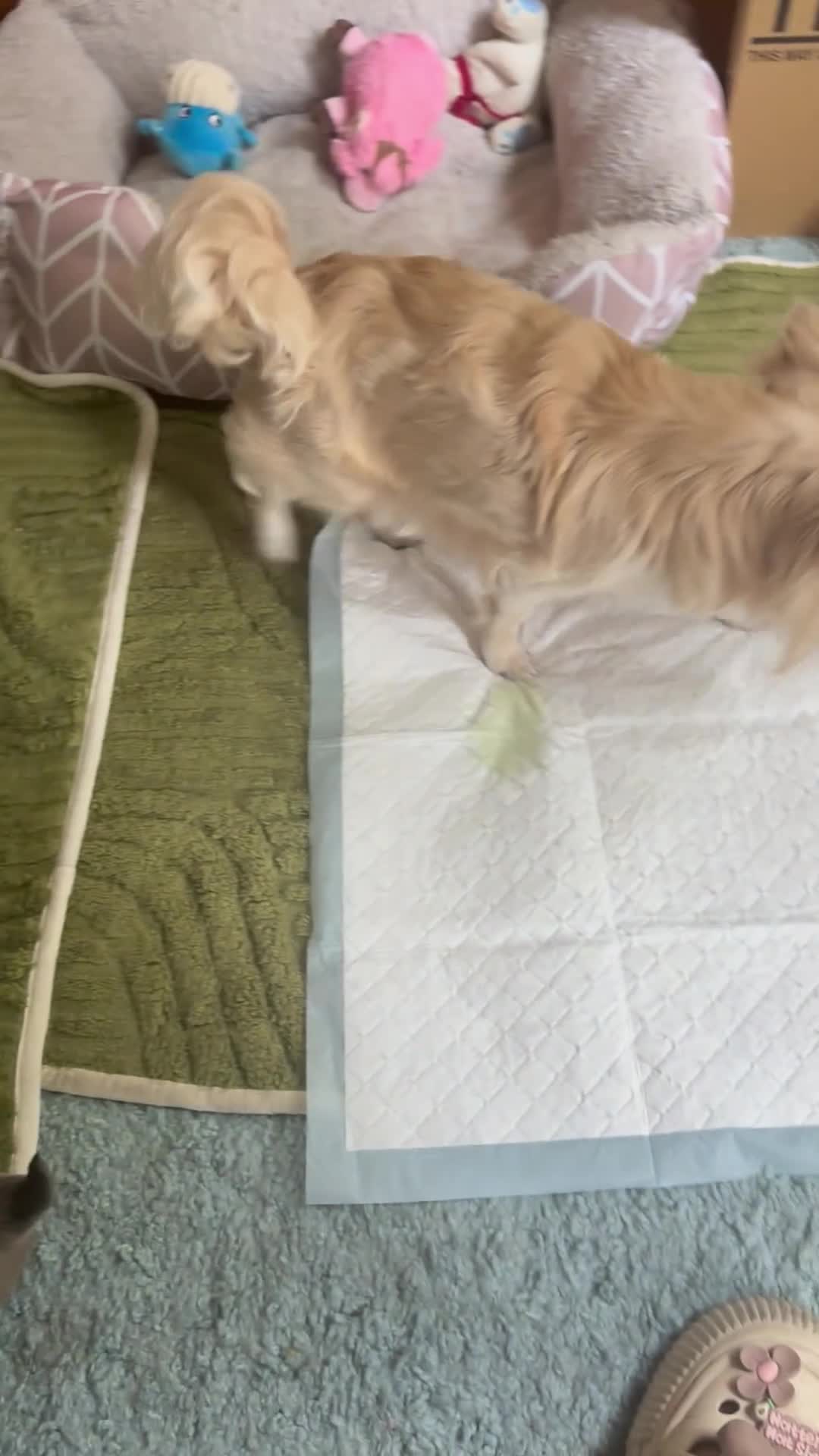 Chihuahua dogs for sale: Beautiful long-haired chihuahuas  - Video 1