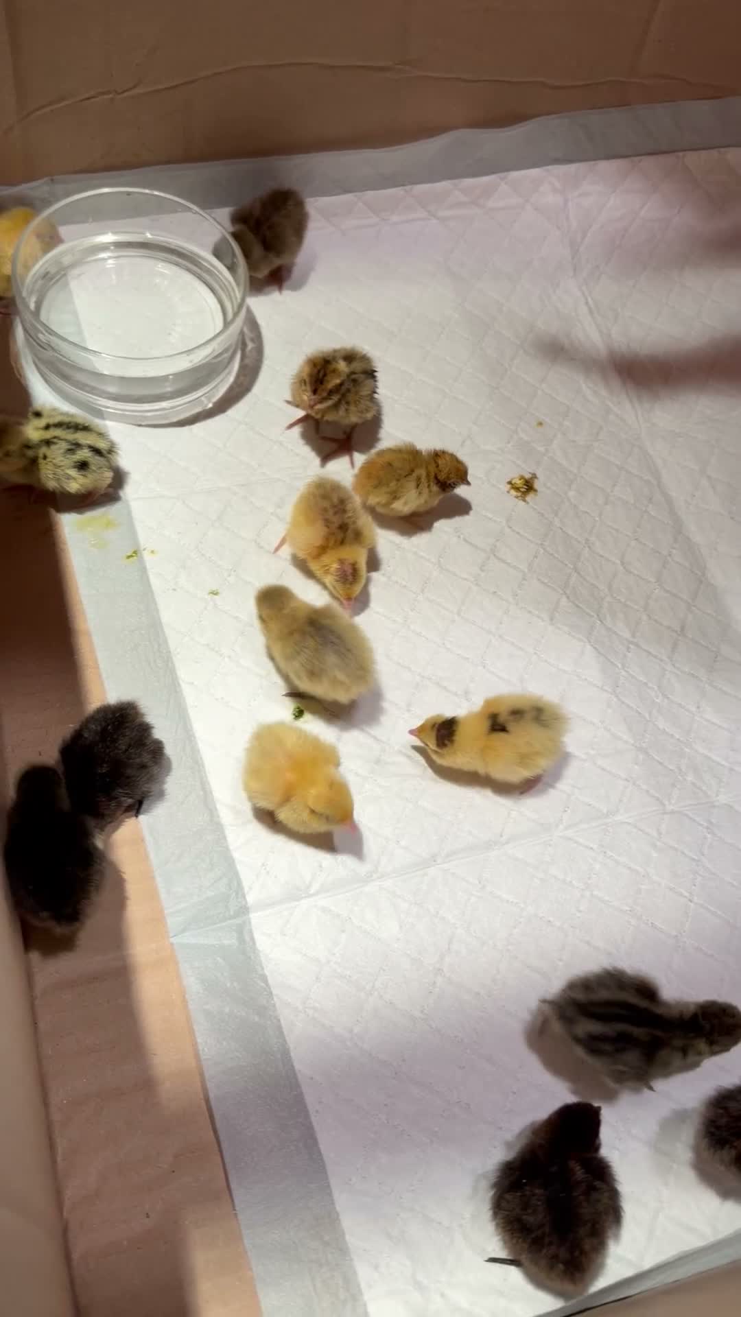 Quail poultry for sale: Quail chicks in Preston - Video 1
