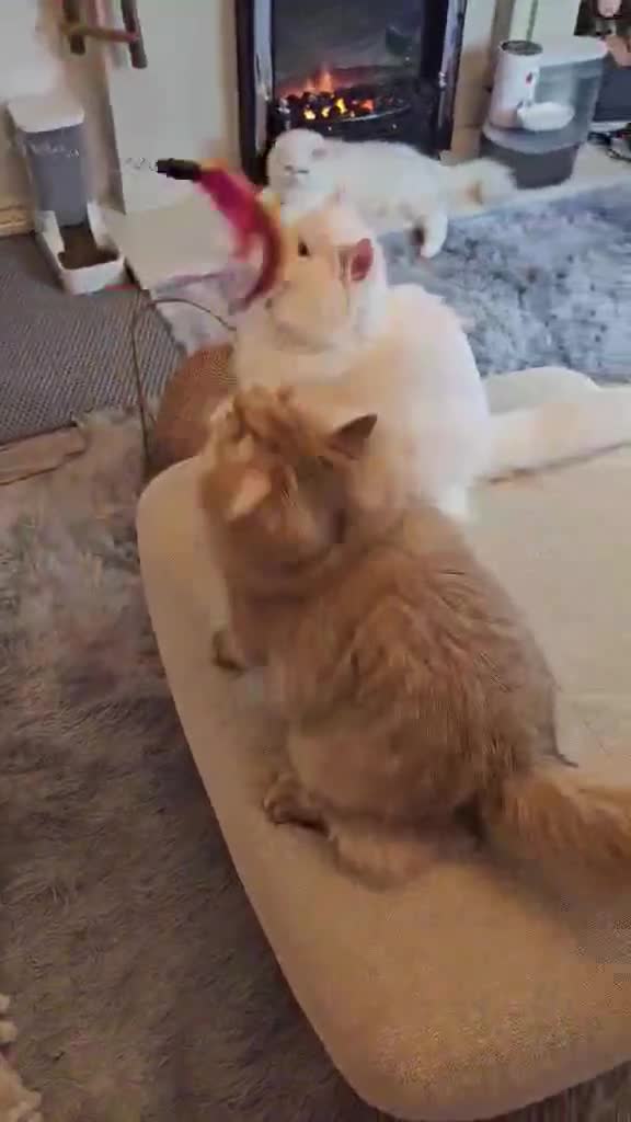 British Longhair cats for sale: British Longhair pedigree,champion parents - Video 3