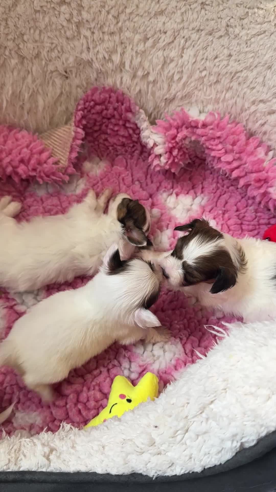 Papillon dogs for sale: Beautiful KC Registered Puppies - Only two left! - Video 1