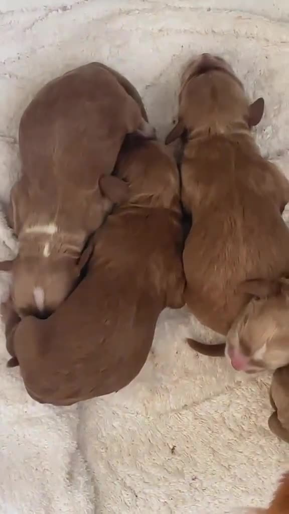 Cockapoo dogs for sale: 5 Stunning F1 Red Cockapoos (Health Tested) ❤️ - Video 2