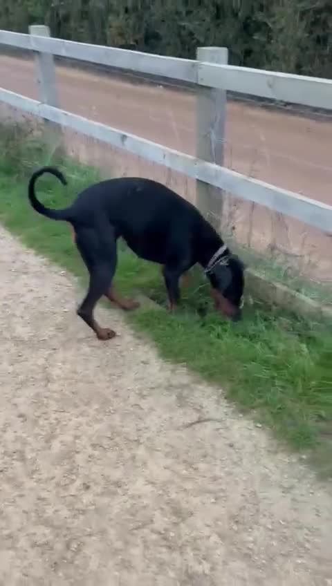 Dobermann dogs for sale: Stunning girl  - Video 1