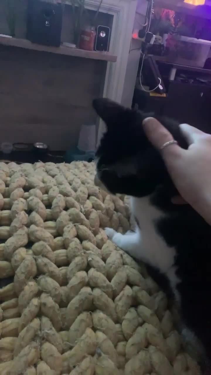 Mixed Breed cats for sale: Female beauty - Video 1