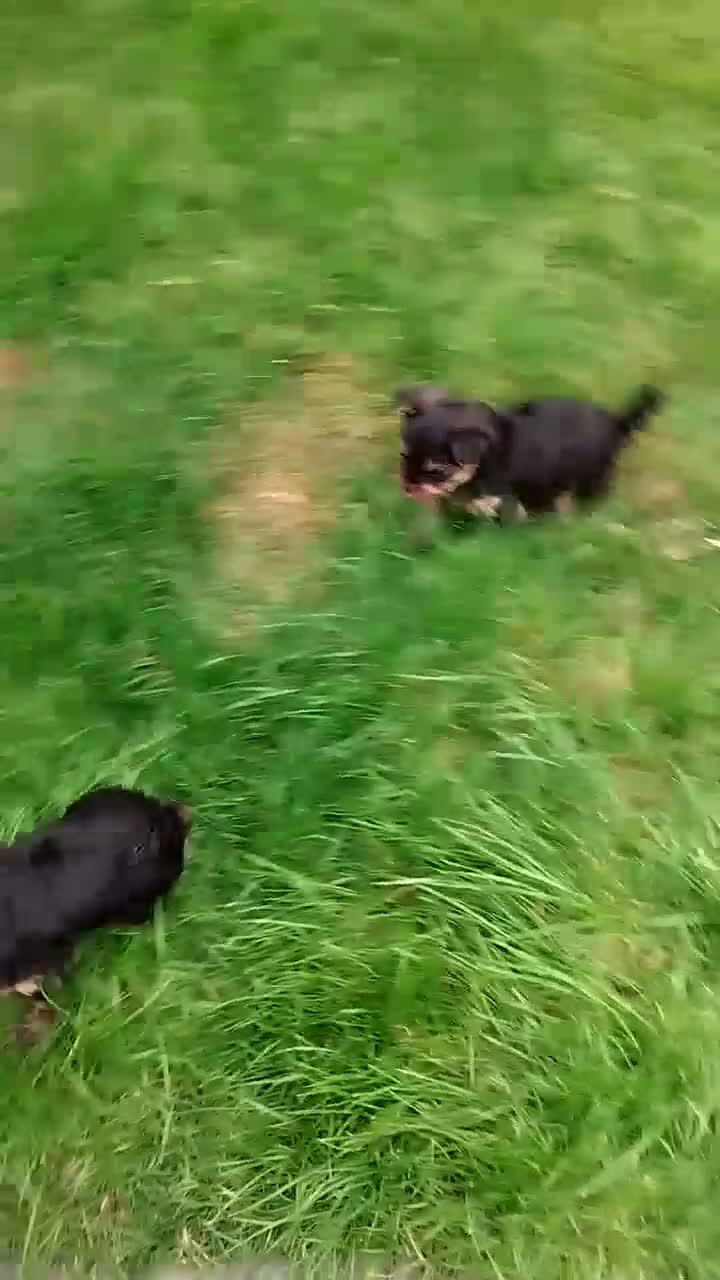 Yorkshire Terrier dogs for sale: 3 lovely little Boys - Video 1