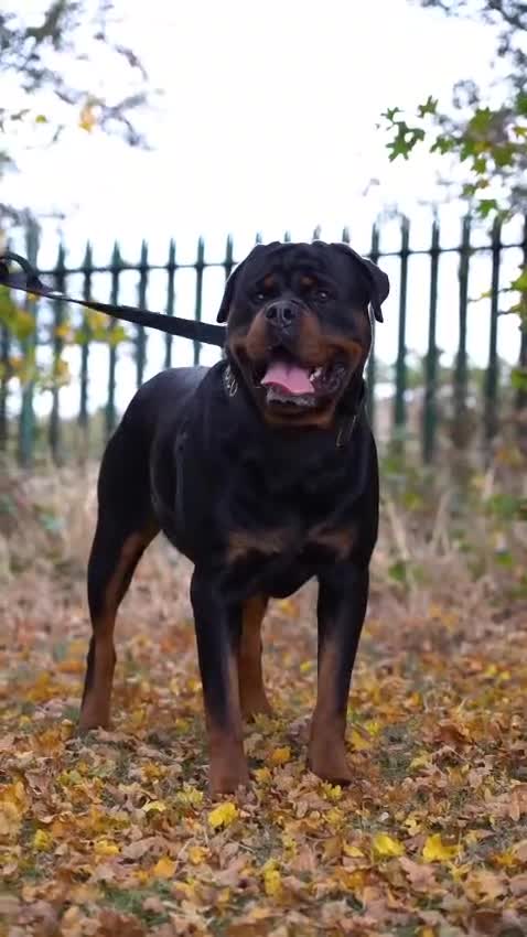 Rottweiler dogs for stud: HEALTH TESTED KC ROTTWEILER STUD 0/0 HIPS & ELBOWS - Video 1
