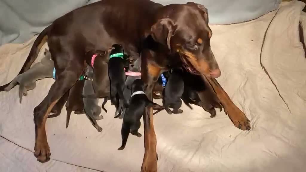 Dobermann dogs for sale: KC REGISTERED DOBERMAN PUPS - Video 1