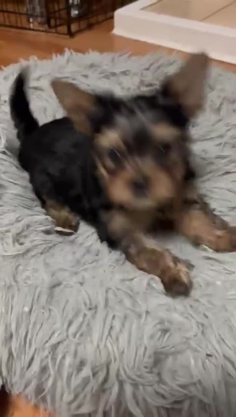 Yorkshire Terrier dogs for sale: ✨Four Adorable Yorkshire Terrier Puppies For Sale✨ - Video 1