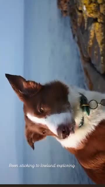 Border Collie dogs for stud: Red Border Collie for STUD ONLY - Video 1