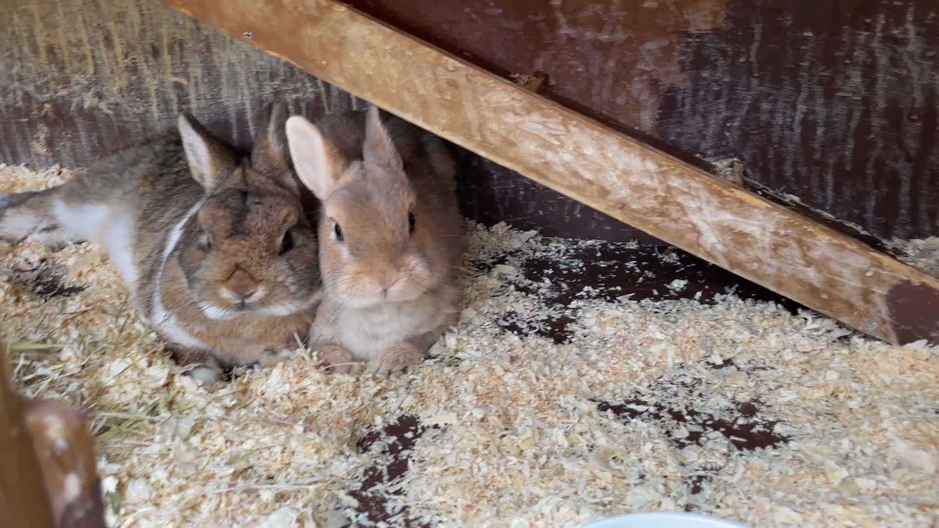 Netherland Dwarf rabbits for sale: Cute, cuddly Netherland Dwarf bunnies  - Video 1