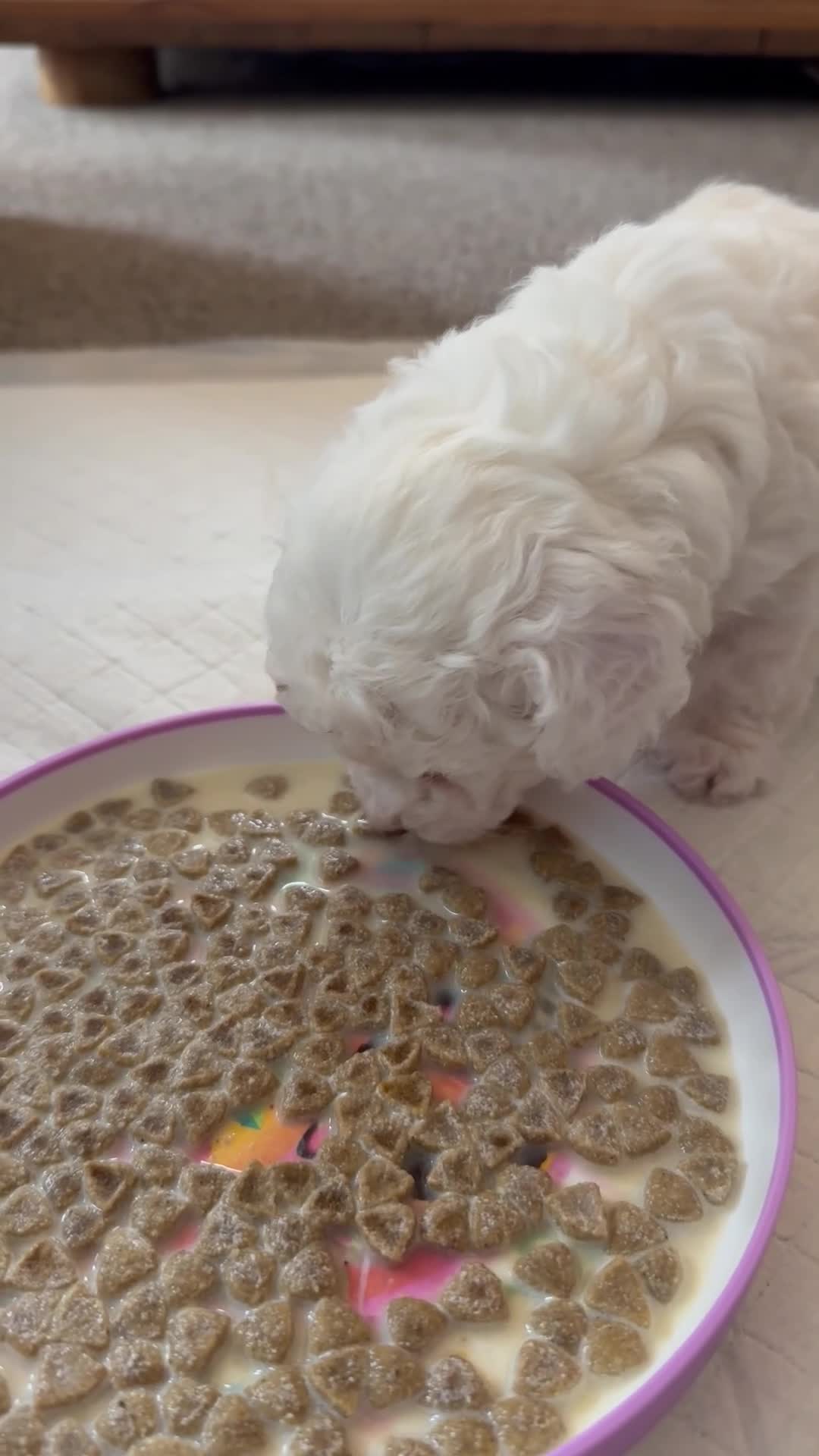 Cavapoo dogs for sale: Gorgeous little girl Cavapoo Puppy - Video 1