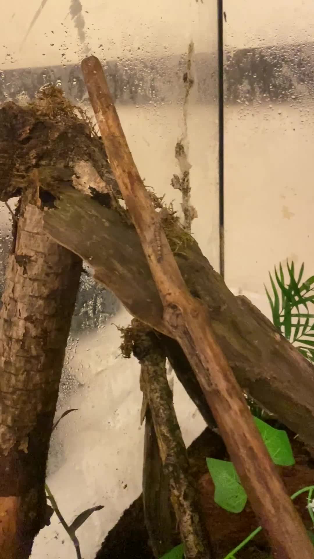 Gecko reptiles for sale: 6+ Mourning Geckos urgently need new home - Video 2