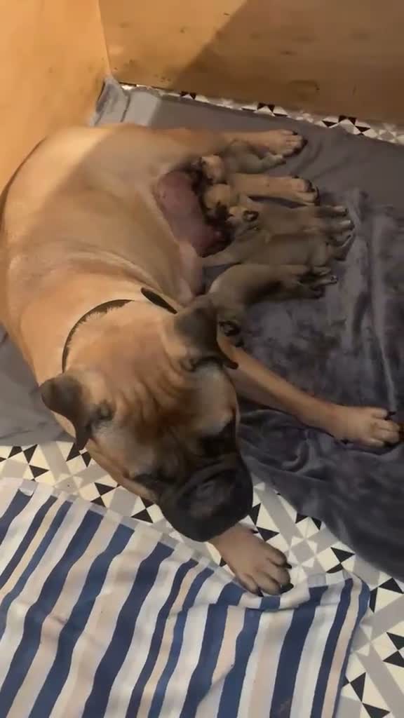 Bullmastiff dogs for sale: Beautiful Bullmastiff Puppies Exceptional Pedigree in Bracknell - Video 2